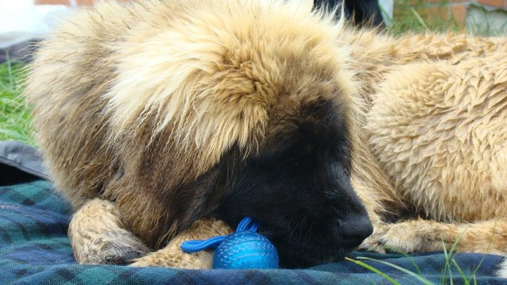 SPÁLENIŠTĚ 2012 015